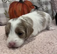 Tasha, a female Cockapoo for sale in Oral, SD – Photo 3 of 10