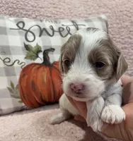Tasha, a female Cockapoo for sale in Oral, SD – Photo 4 of 10
