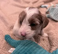 Tasha, a female Cockapoo for sale in Oral, SD – Photo 10 of 10