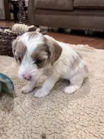 Tasha, a female Cockapoo for sale in Oral, SD – Photo 8 of 10