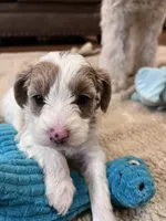 Tasha, a female Cockapoo for sale in Oral, SD – Photo 1 of 10