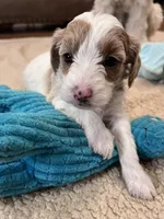 Tasha, a female Cockapoo for sale in Oral, SD – Photo 6 of 10