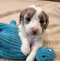 Tasha, a female Cockapoo for sale in Oral, SD – Photo 9 of 10