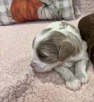 Tasha, a female Cockapoo for sale in Oral, SD – Photo 2 of 10