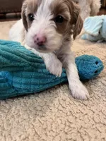 Tasha, a female Cockapoo for sale in Oral, SD – Photo 5 of 10