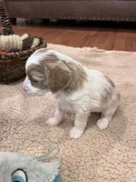 Tasha, a female Cockapoo for sale in Oral, SD – Photo 7 of 10