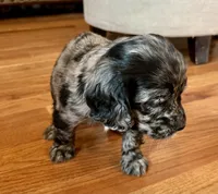 Margaret , a female Cocker Spaniel for sale in Oral, SD – 7 of 10