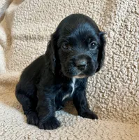 Black Jack , a male Cocker Spaniel for sale in Oral, SD – 8 of 9