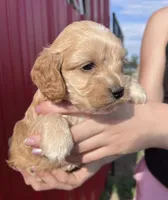 Teddy, a male Cockapoo for sale in Oral, SD – 4 of 6