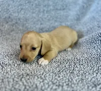 Fynn , a male Miniature Dachshund for sale in Oral, SD – 6 of 9