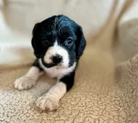 Bo , a male Cocker Spaniel for sale in Oral, SD – 7 of 10