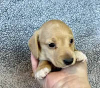 Fynn , a male Miniature Dachshund for sale in Oral, SD – 9 of 9