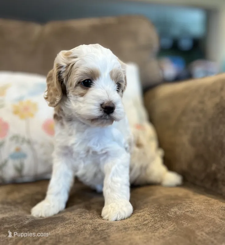 Max  – Cockapoo puppy for sale in Oral, SD