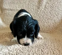 Bo , a male Cocker Spaniel for sale in Oral, SD – 4 of 10