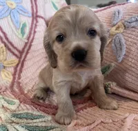 Leaf, a male Cocker Spaniel for sale in Oral, SD – Photo 9 of 10
