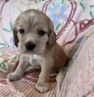Leaf, a male Cocker Spaniel for sale in Oral, SD – Photo 10 of 10