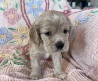 Leaf, a male Cocker Spaniel for sale in Oral, SD – Photo 5 of 10