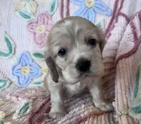 Leaf, a male Cocker Spaniel for sale in Oral, SD – Photo 4 of 10