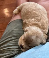 Leaf, a male Cocker Spaniel for sale in Oral, SD – Photo 7 of 10