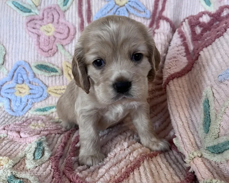 Leaf, a male Cocker Spaniel for sale in Oral, SD – Photo 1 of 10