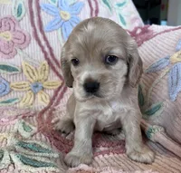 Leaf, a male Cocker Spaniel for sale in Oral, SD – Photo 2 of 10