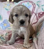 Leaf, a male Cocker Spaniel for sale in Oral, SD – Photo 3 of 10