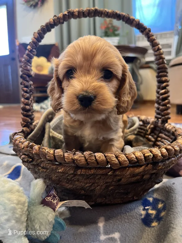 Teddy – Cockapoo puppy for sale in Oral, SD