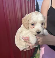 Winston, a male Cockapoo for sale in Oral, SD – 5 of 7