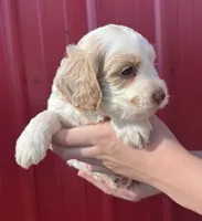 Ranger , a male Cockapoo for sale in Oral, SD – 5 of 5