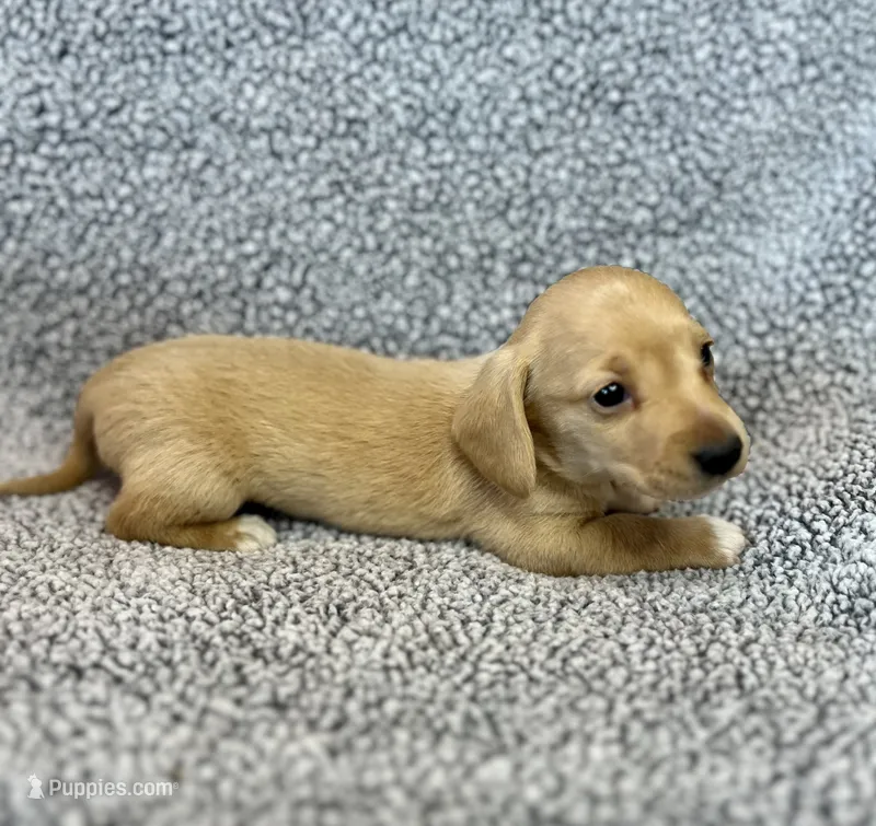 Fynn  – Miniature Dachshund puppy on hold in Oral, SD