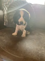 Johnny, a male Cocker Spaniel for sale in Oral, SD – 6 of 9