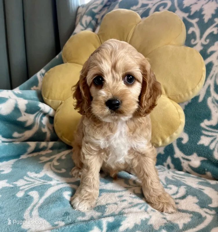 Teddy – Cockapoo puppy for sale in Oral, SD