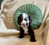 Maple , a male Cocker Spaniel for sale in Oral, SD – 4 of 8