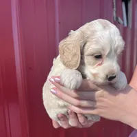 Winston, a male Cockapoo for sale in Oral, SD – 7 of 7