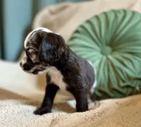 Maple , a male Cocker Spaniel for sale in Oral, SD – 3 of 8