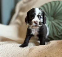 Maple , a male Cocker Spaniel for sale in Oral, SD – 2 of 8