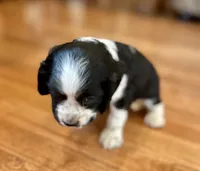 Johnny, a male Cocker Spaniel for sale in Oral, SD – 2 of 9