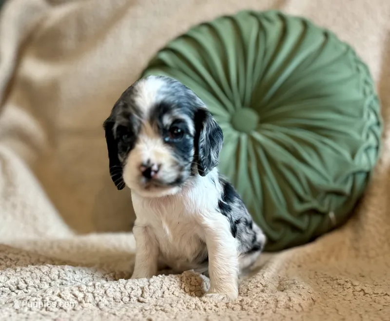 Allie  – Cocker Spaniel puppy on hold in Oral, SD