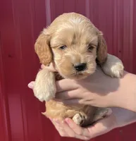 Teddy, a male Cockapoo for sale in Oral, SD – 3 of 6