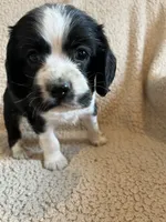Johnny, a male Cocker Spaniel for sale in Oral, SD – 9 of 9