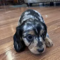 Winston, a male Miniature Dachshund for sale in Oral, SD – Photo 2 of 10