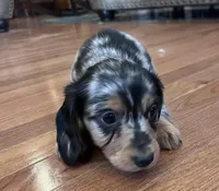 Winston, a male Miniature Dachshund for sale in Oral, SD – Photo 2 of 10