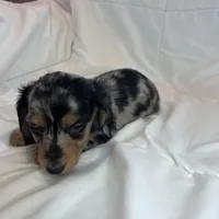 Winston, a male Miniature Dachshund for sale in Oral, SD – Photo 9 of 10