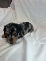 Winston, a male Miniature Dachshund for sale in Oral, SD – Photo 9 of 10