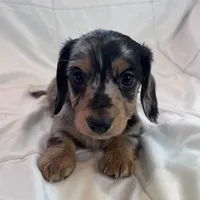 Winston, a male Miniature Dachshund for sale in Oral, SD – Photo 1 of 10