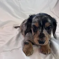 Winston, a male Miniature Dachshund for sale in Oral, SD – Photo 7 of 10