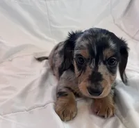 Winston, a male Miniature Dachshund for sale in Oral, SD – Photo 7 of 10