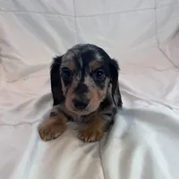 Winston, a male Miniature Dachshund for sale in Oral, SD – Photo 8 of 10