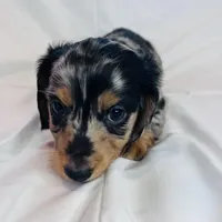 Winston, a male Miniature Dachshund for sale in Oral, SD – Photo 4 of 10