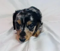 Winston, a male Miniature Dachshund for sale in Oral, SD – Photo 4 of 10